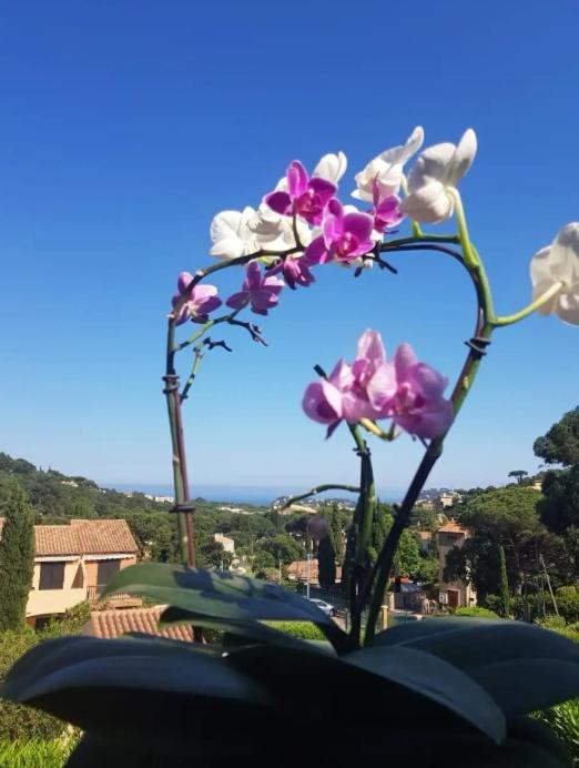 Hameau Du Soleil Apartment Cavalaire-sur-Mer Bagian luar foto